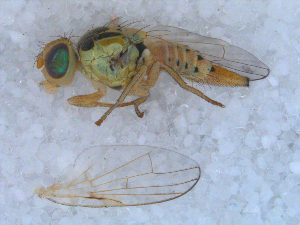  ( - DNA 20090522-38)  @11 [ ] Copyright (2010) B.T. Reijnen NCB Naturalis