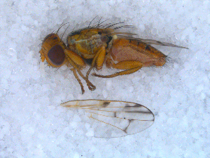  ( - DNA 20090522-48)  @12 [ ] Copyright (2010) B.T. Reijnen NCB Naturalis