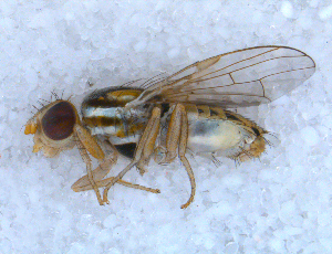  ( - DNA 20090522-59)  @12 [ ] Copyright (2010) B.T. Reijnen NCB Naturalis
