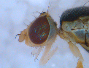  ( - DNA 20090527-08)  @14 [ ] Copyright (2010) B.T. Reijnen NCB Naturalis