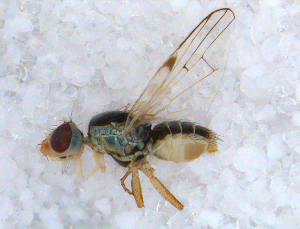  ( - DNA 20090613-32)  @13 [ ] Copyright (2010) B.T. Reijnen NCB Naturalis