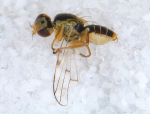  ( - DNA 20090620-15)  @12 [ ] Copyright (2010) B.T. Reijnen NCB Naturalis