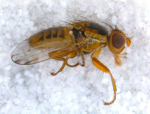  ( - DNA 20090620-19)  @14 [ ] Copyright (2010) B.T. Reijnen NCB Naturalis