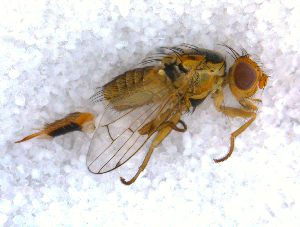  ( - DNA 20090620-20)  @13 [ ] Copyright (2010) B.T. Reijnen NCB Naturalis