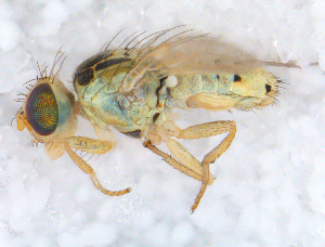  ( - DNA 20090622-05)  @13 [ ] Copyright (2010) B.T. Reijnen NCB Naturalis