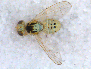  ( - DNA 20090622-05)  @14 [ ] Copyright (2010) B.T. Reijnen NCB Naturalis