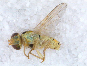  ( - DNA 20090622-13)  @13 [ ] Copyright (2010) B.T. Reijnen NCB Naturalis