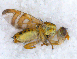  ( - DNA 20090622-14)  @13 [ ] Copyright (2010) B.T. Reijnen NCB Naturalis
