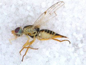  ( - DNA 20090623-03)  @14 [ ] Copyright (2010) B.T. Reijnen NCB Naturalis