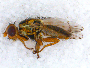  ( - DNA 20090623-05)  @14 [ ] Copyright (2010) B.T. Reijnen NCB Naturalis