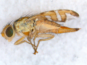  ( - DNA 20090625-05)  @14 [ ] Copyright (2010) B.T. Reijnen NCB Naturalis