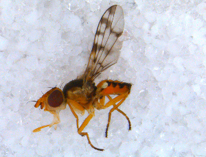  ( - DNA 20090625-10)  @12 [ ] Copyright (2010) B.T. Reijnen NCB Naturalis