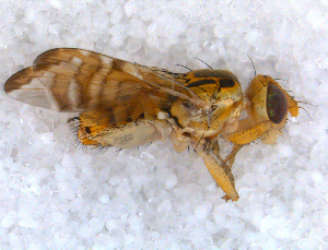  ( - DNA 20090626-05)  @13 [ ] Copyright (2010) B.T. Reijnen NCB Naturalis