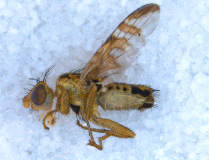  ( - DNA 20090627-14)  @13 [ ] Copyright (2010) B.T. Reijnen NCB Naturalis