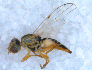  ( - DNA 20090627-29)  @13 [ ] Copyright (2010) B.T. Reijnen NCB Naturalis