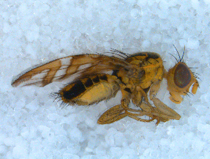 ( - DNA 20090627-34)  @13 [ ] Copyright (2010) B.T. Reijnen NCB Naturalis