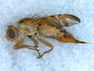  ( - DNA 20090627-35)  @13 [ ] Copyright (2010) B.T. Reijnen NCB Naturalis