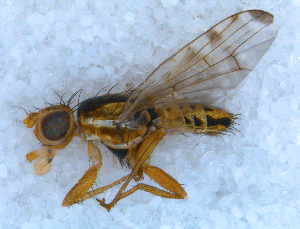  ( - DNA 20090627-37)  @11 [ ] Copyright (2010) B.T. Reijnen NCB Naturalis