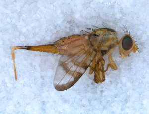  ( - DNA 20090703-19)  @12 [ ] Copyright (2010) B.T. Reijnen NCB Naturalis
