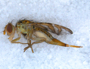  ( - DNA 20090704-06)  @13 [ ] Copyright (2010) B.T. Reijnen NCB Naturalis