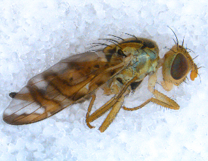  ( - DNA 20090704-22)  @13 [ ] Copyright (2010) B.T. Reijnen NCB Naturalis