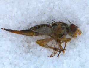  ( - DNA 20090704-24)  @11 [ ] Copyright (2010) B.T. Reijnen NCB Naturalis