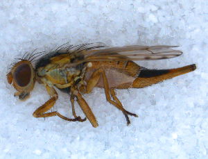  ( - DNA 20090704-27)  @15 [ ] Copyright (2010) B.T. Reijnen NCB Naturalis