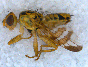  ( - DNA 20090704-43)  @13 [ ] Copyright (2010) B.T. Reijnen NCB Naturalis