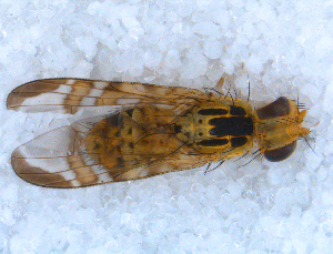  ( - DNA 20090705-17)  @14 [ ] Copyright (2010) B.T. Reijnen NCB Naturalis