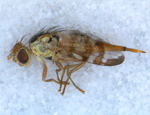  ( - DNA 20090705-18)  @12 [ ] Copyright (2010) B.T. Reijnen NCB Naturalis