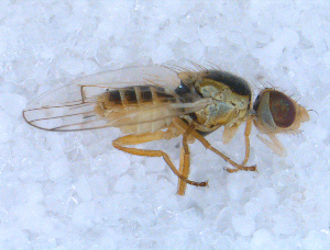  ( - DNA 20090705-33)  @12 [ ] Copyright (2010) B.T. Reijnen NCB Naturalis