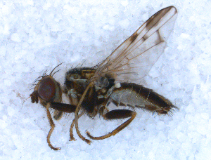  ( - DNA 20090705-38)  @13 [ ] Copyright (2010) B.T. Reijnen NCB Naturalis