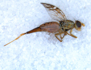  ( - DNA 20090705-41)  @12 [ ] Copyright (2010) B.T. Reijnen NCB Naturalis
