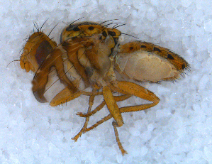  ( - DNA 20090705-42)  @13 [ ] Copyright (2010) B.T. Reijnen NCB Naturalis