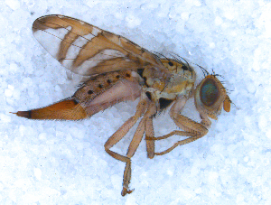  ( - DNA 20090706-04)  @13 [ ] Copyright (2010) B.T. Reijnen NCB Naturalis