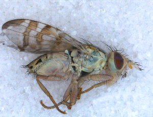  ( - DNA 20090706-05)  @12 [ ] Copyright (2010) B.T. Reijnen NCB Naturalis