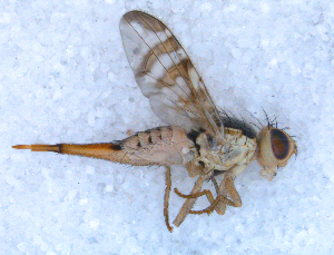  ( - DNA 20090706-06)  @12 [ ] Copyright (2010) B.T. Reijnen NCB Naturalis