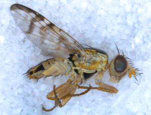  ( - DNA 20090706-07)  @12 [ ] Copyright (2010) B.T. Reijnen NCB Naturalis