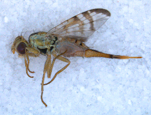  ( - DNA 20090706-08)  @12 [ ] Copyright (2010) B.T. Reijnen NCB Naturalis