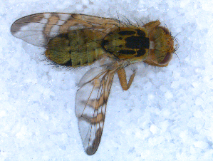  ( - DNA 20090706-26)  @14 [ ] Copyright (2010) B.T. Reijnen NCB Naturalis