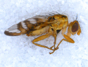  ( - DNA 20090707-08)  @14 [ ] Copyright (2010) B.T. Reijnen NCB Naturalis