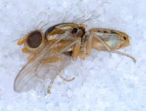  ( - DNA 20090707-25)  @13 [ ] Copyright (2010) B.T. Reijnen NCB Naturalis