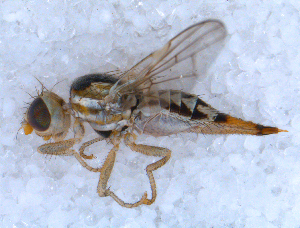  ( - DNA 20090707-51)  @13 [ ] Copyright (2010) B.T. Reijnen NCB Naturalis