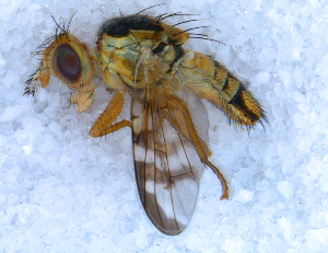  ( - DNA 20090708-06)  @12 [ ] Copyright (2010) B.T. Reijnen NCB Naturalis