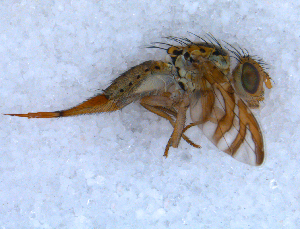  ( - DNA 20090708-08)  @13 [ ] Copyright (2010) B.T. Reijnen NCB Naturalis
