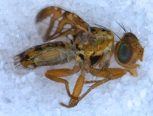  ( - DNA 20090708-17)  @12 [ ] Copyright (2010) B.T. Reijnen NCB Naturalis