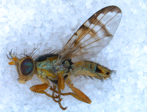  ( - DNA 20090708-19)  @15 [ ] Copyright (2010) B.T. Reijnen NCB Naturalis