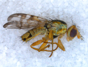  ( - DNA 20090708-45)  @13 [ ] Copyright (2010) B.T. Reijnen NCB Naturalis