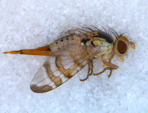  ( - DNA 20090708-46)  @13 [ ] Copyright (2010) B.T. Reijnen NCB Naturalis