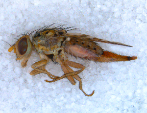  ( - DNA 20090708-47)  @13 [ ] Copyright (2010) B.T. Reijnen NCB Naturalis